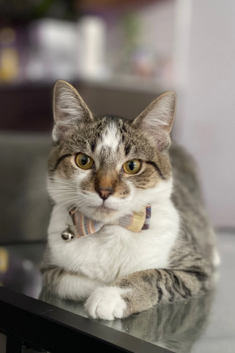 Bowtie Kitty Cat Collar